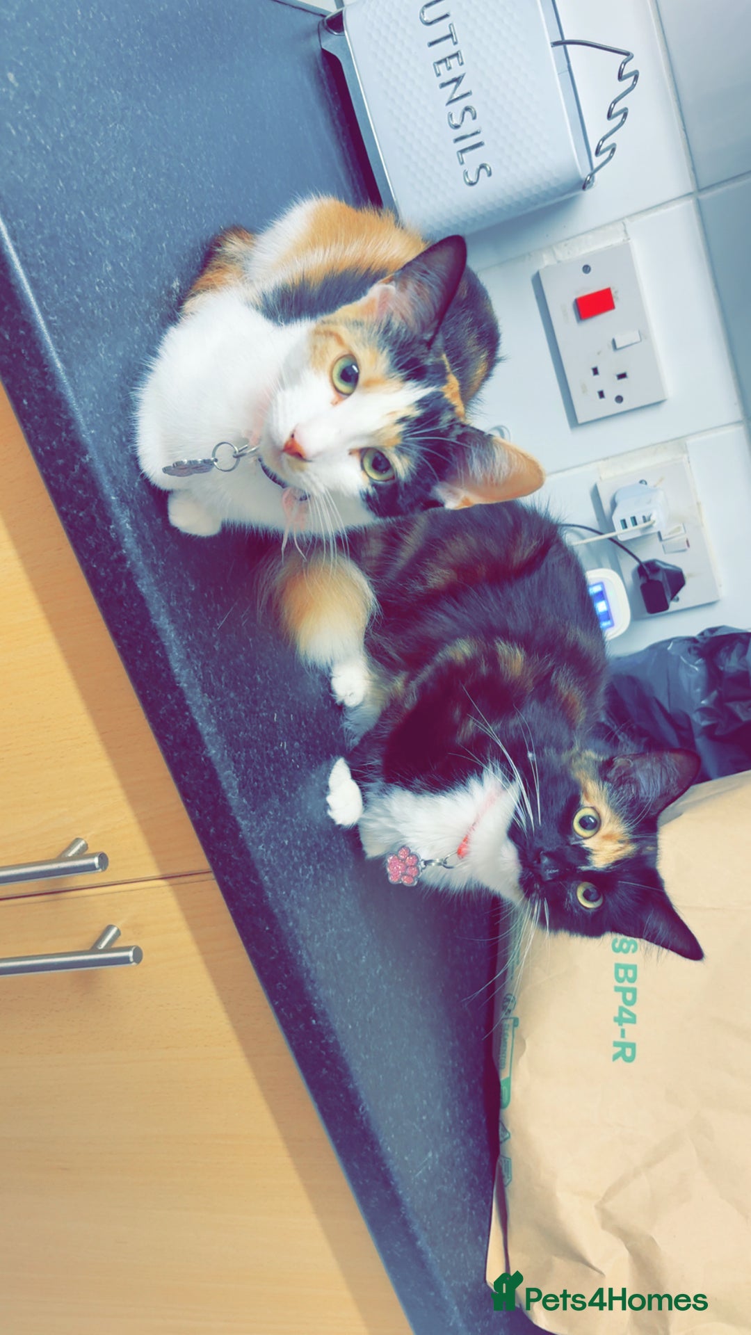 British Longhair cats for sale: Bonnie and biscuit - Image 1