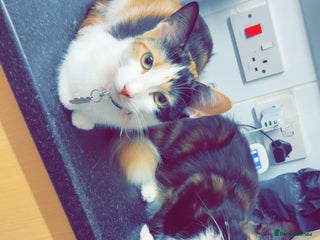 British Longhair cats - Advert 8