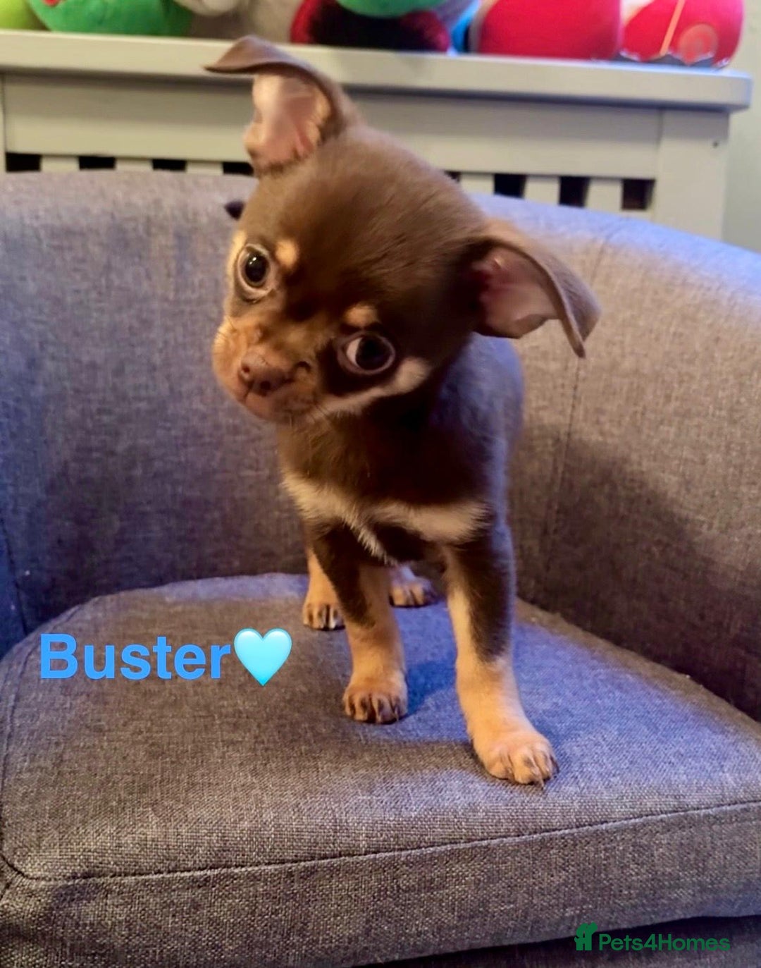 Chihuahua dogs for sale: Chihuahua Puppies Ready Now  - Advert 5