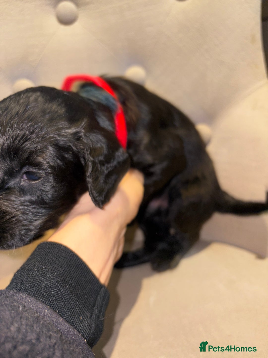 Cockapoo dogs for sale: Beautiful litter of 10 Cockapoo pups  - Advert 30