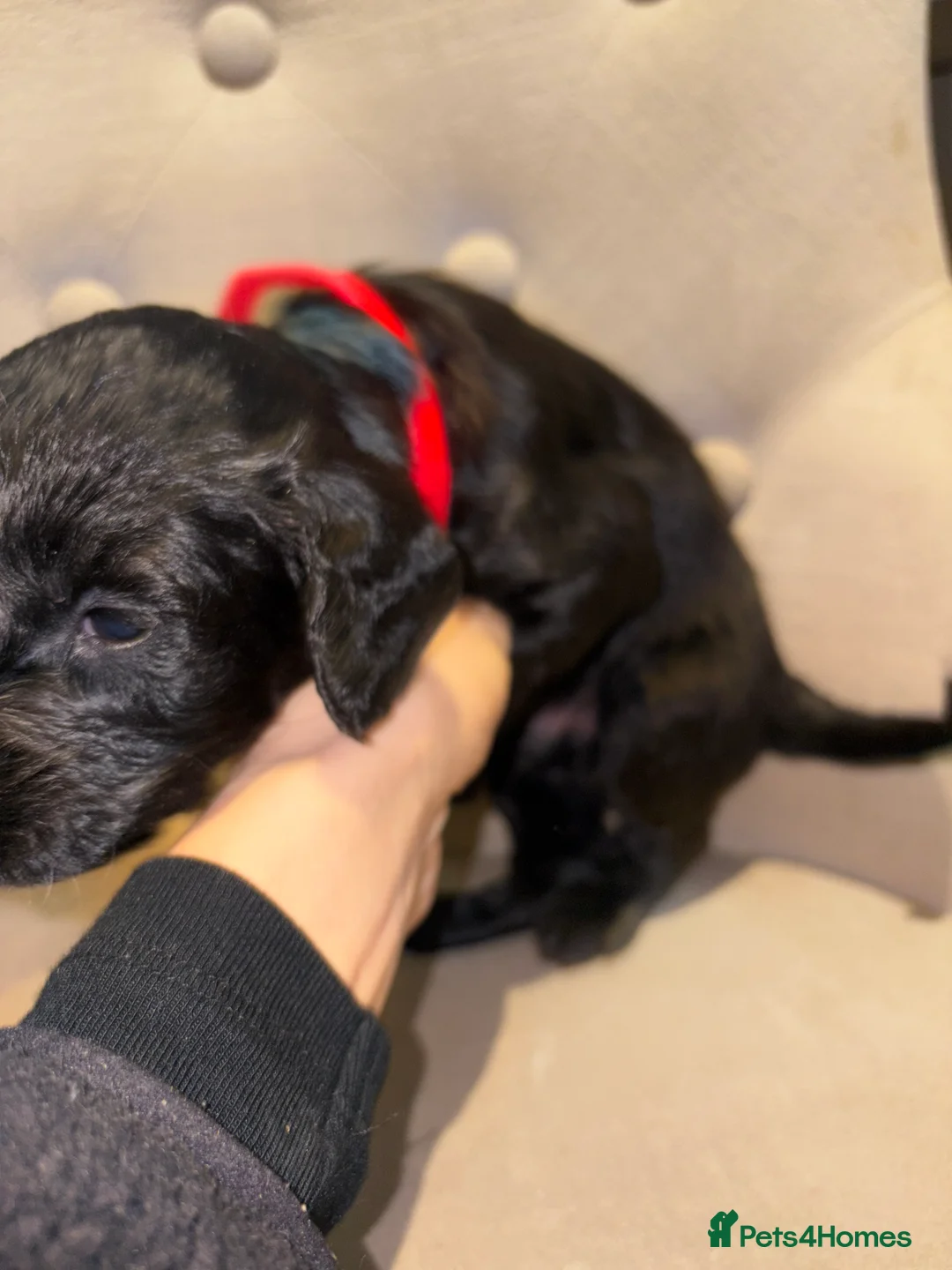 Cockapoo dogs for sale: Beautiful litter of 10 Cockapoo pups  - Advert 30