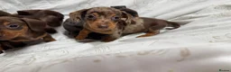 Miniature Dachshund dogs for sale: Miniature dachshund puppies  - Advert 11