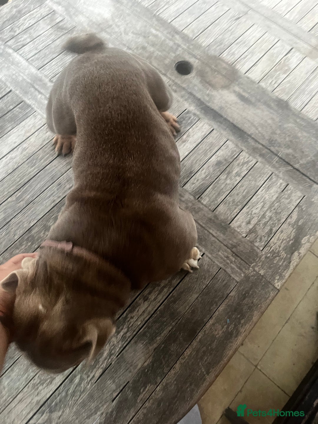 English Bulldog dogs for sale: English bulldog nana - Image 5
