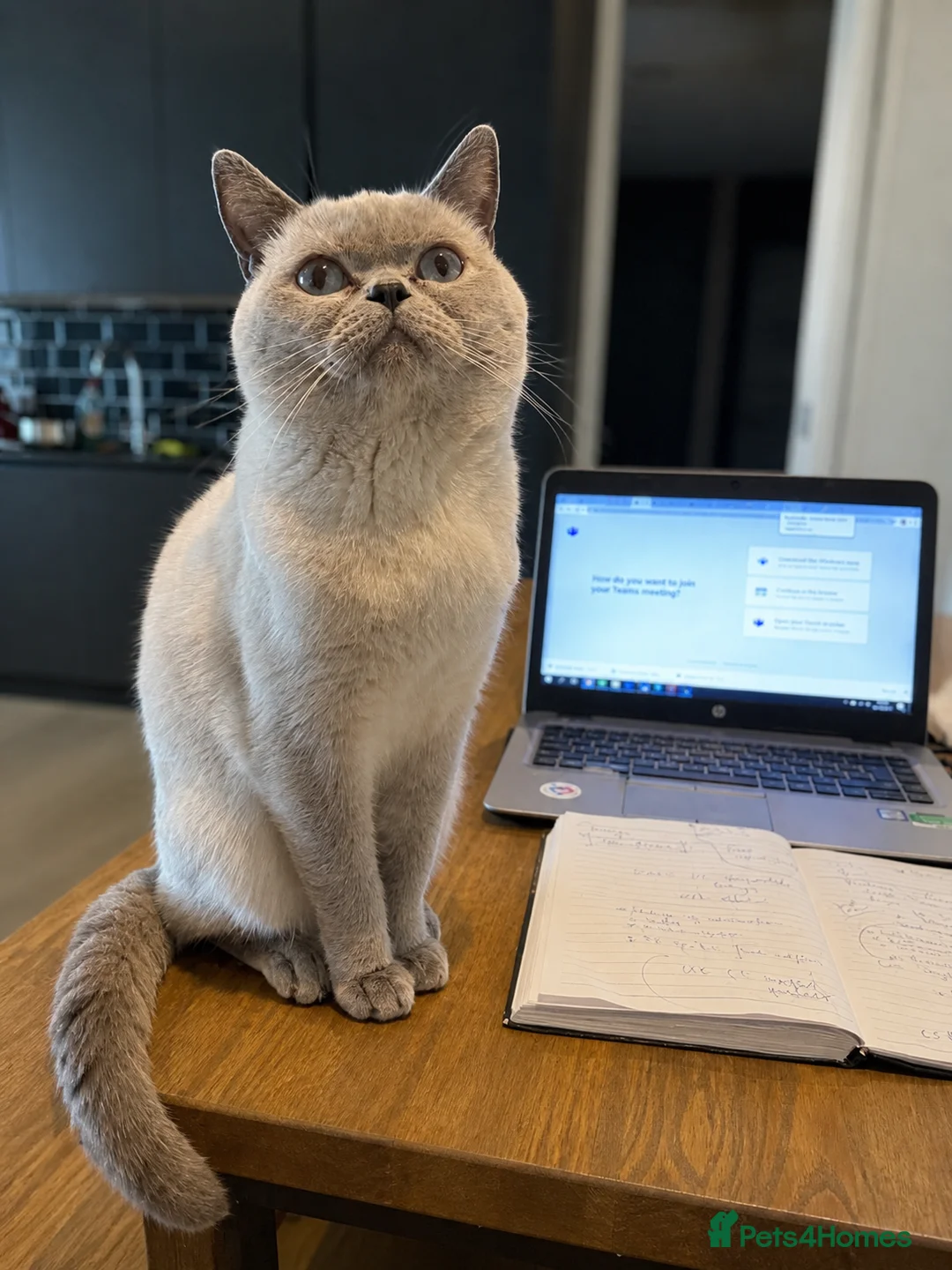 British Shorthair cats for sale: 💙Blue point BSH Kitten-Premium Quality 💙 - Advert 11
