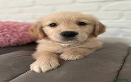 Golden Retriever dogs for sale: Golden retriever puppies READY NOW - Image 12