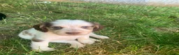 Cocker Spaniel dogs for sale: 2 Beautiful girls left! Ready to leave - Advert 21