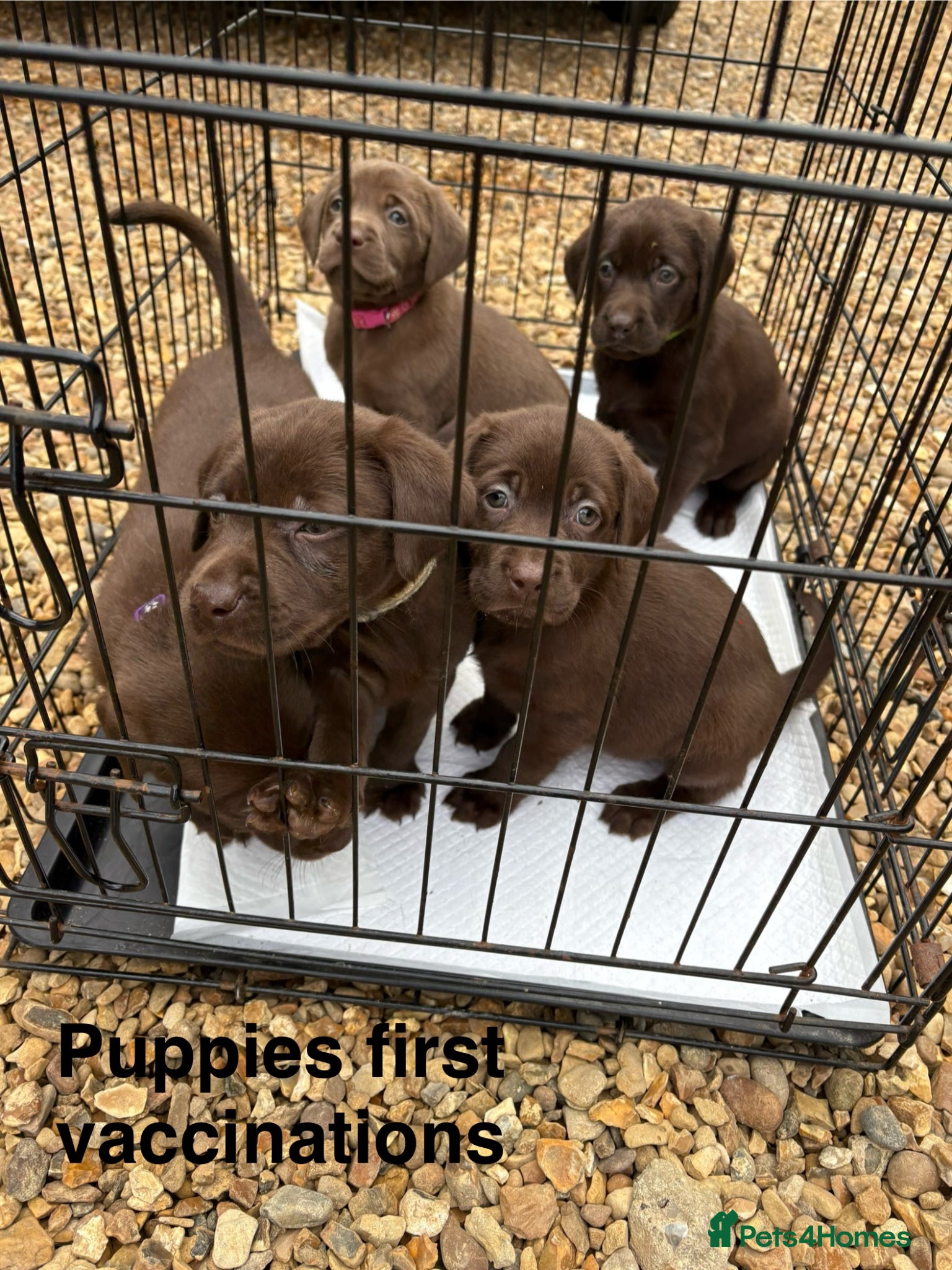 Labrador Retriever dogs 8 Pedigree Game-Breed Chocolate Labrador Puppies - Advert 9