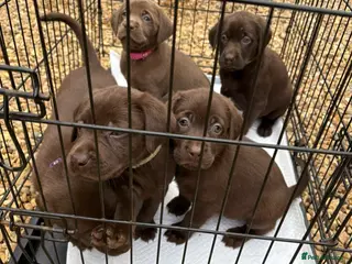 Labrador Retriever dogs 8 Pedigree Game-Breed Chocolate Labrador Puppies - Advert 9