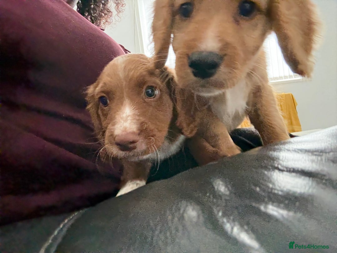 Cockapoo dogs for sale: 2 Beautiful Boy Cockapoo Puppies Left!! - Image 17