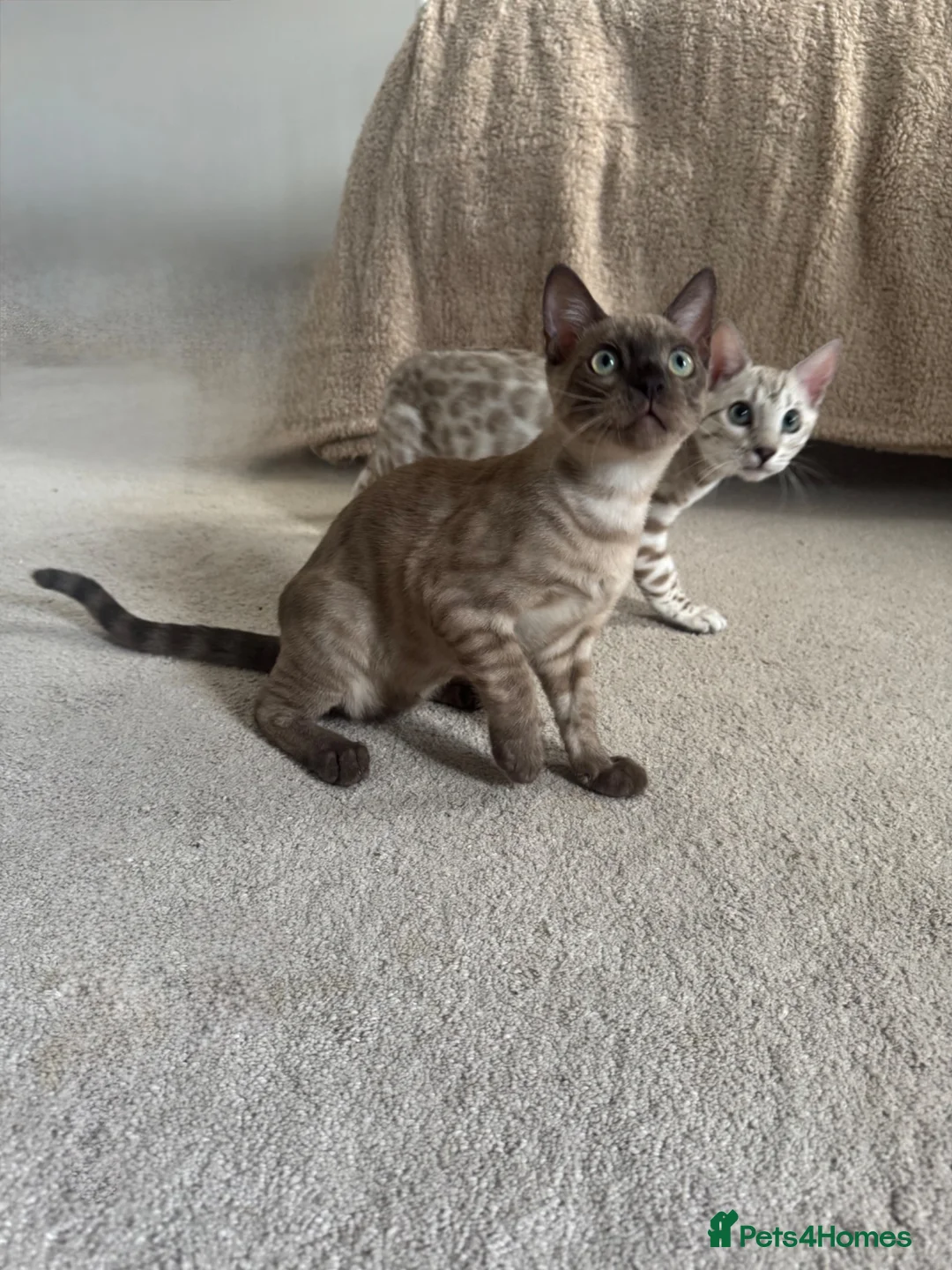 Bengal cats for sale: Beautiful Health Tested Bengals in Kidderminster - Advert 15