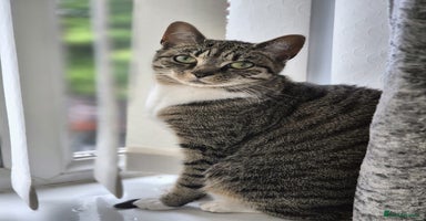 Domestic Shorthair cats 2 FREE female cats available  - Advert 6