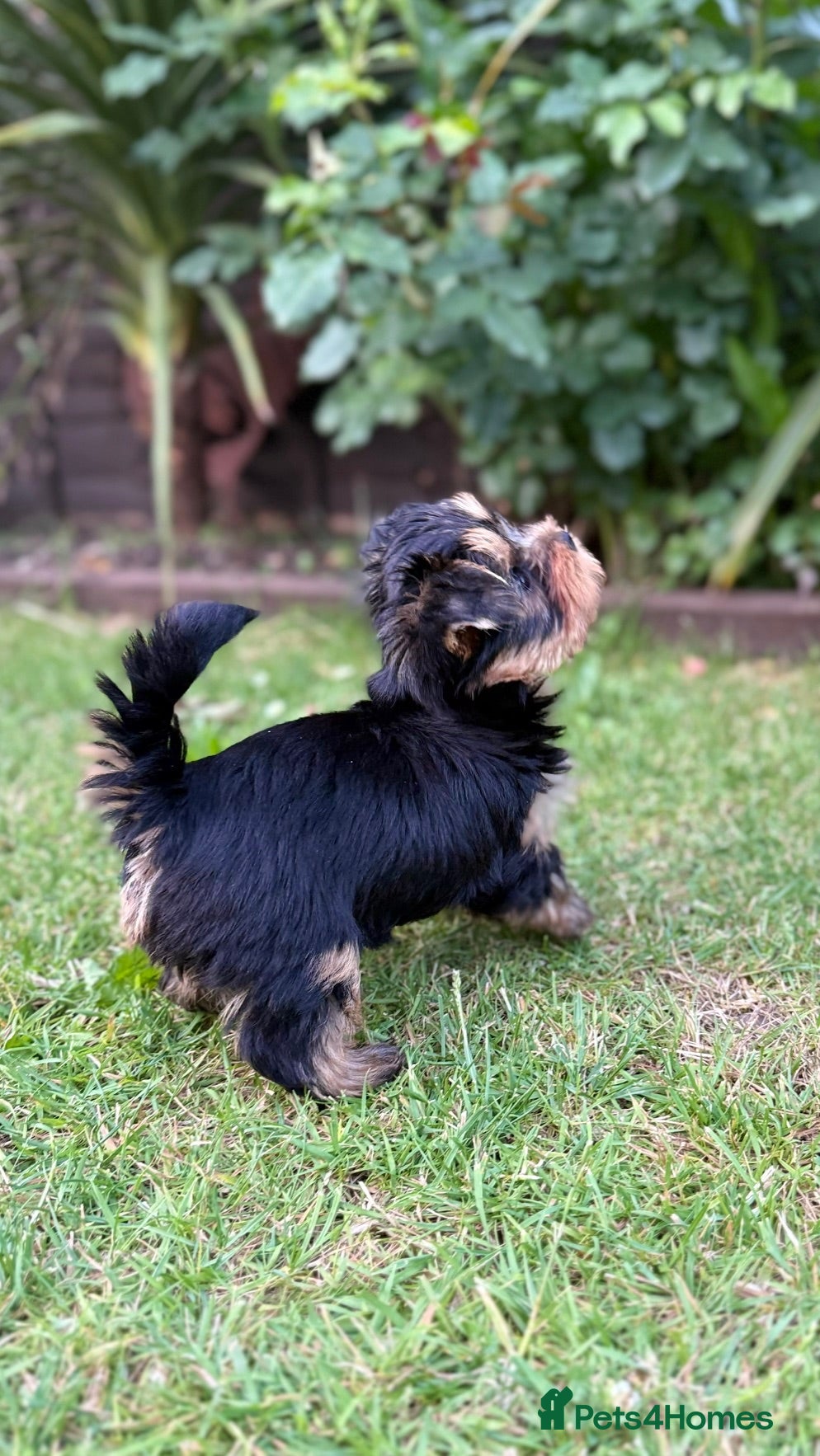 Yorkshire Terrier dogs Kc registered Yorkshire terrier puppies - Advert 1