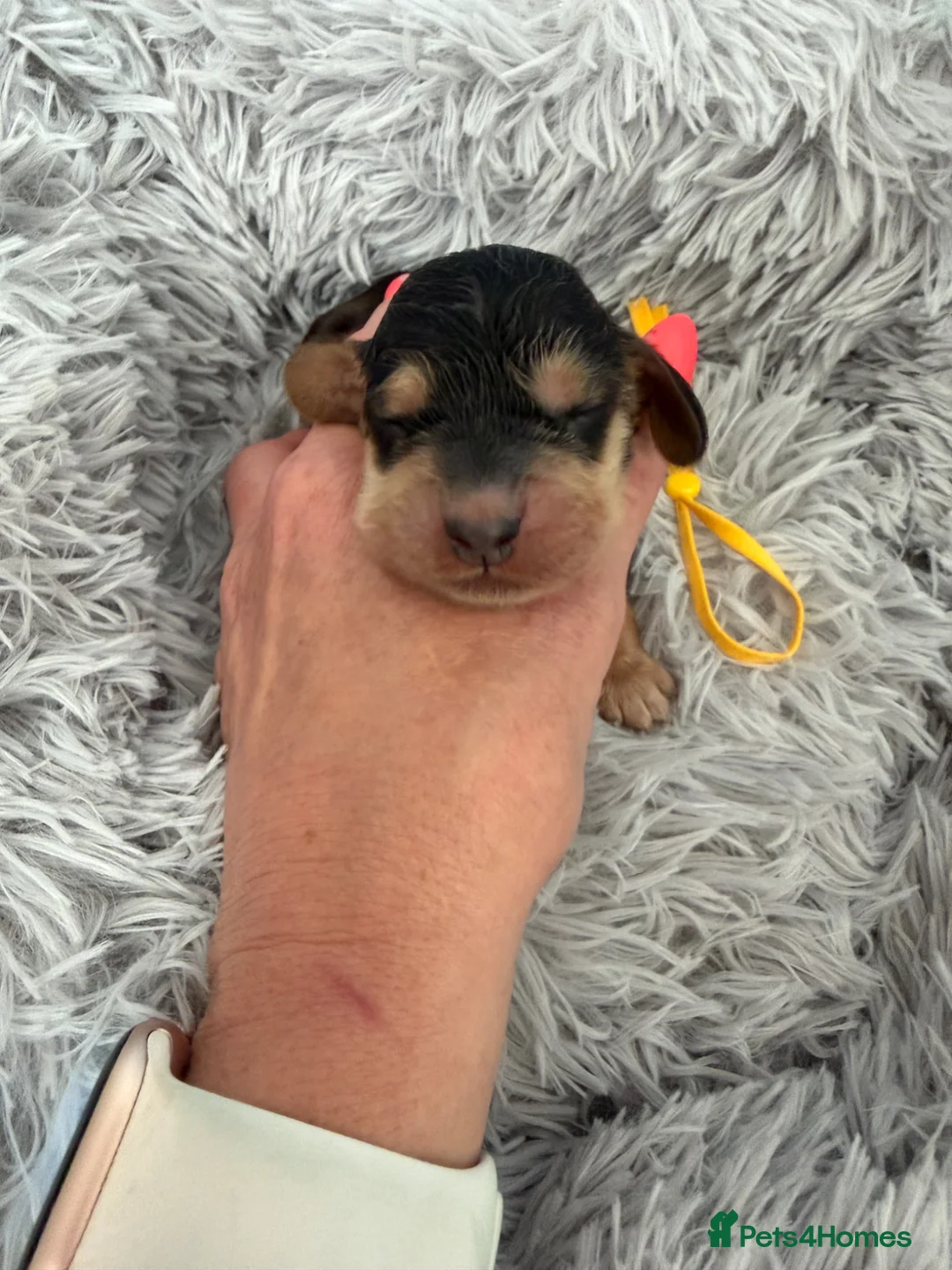 Cocker Spaniel dogs for sale: Stunning English show type cocker puppies  - Advert 35