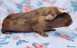 Guinea Pig rodents for sale: Pretty mix of baby boy Guineapigs  in Brighton - Image 11