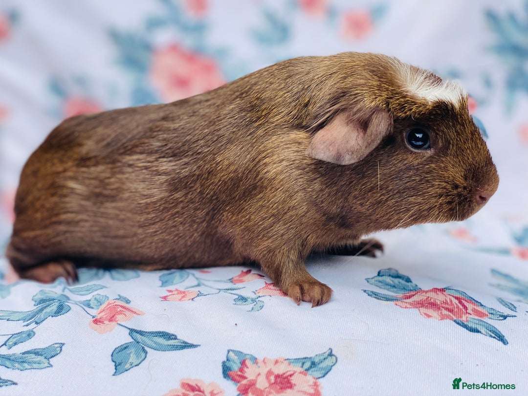 Guinea Pig rodents for sale: Pretty mix of baby boy Guineapigs  in Brighton - Image 11