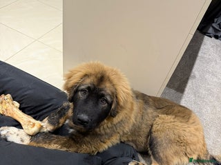 Caucasian Shepherd Dog dogs - Advert 1