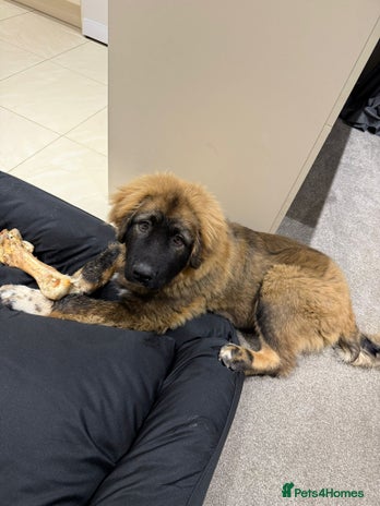 Caucasian Shepherd Dog dogs - Advert 1