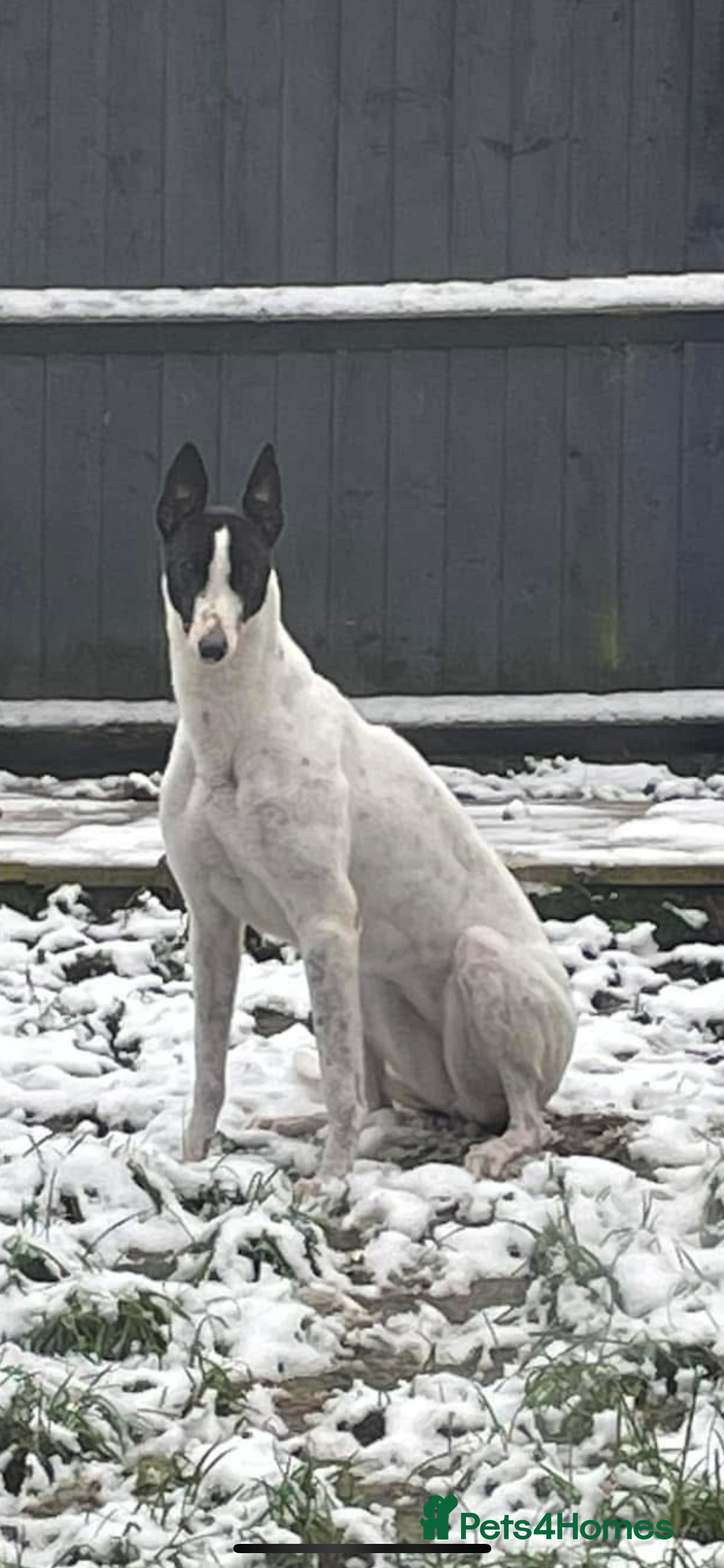 Greyhound dogs Eve the greyhound - Advert 1