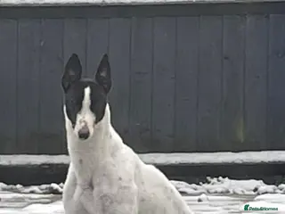 Greyhound dogs Eve the greyhound - Advert 1