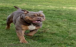 Olde English Bulldogge dogs for stud: 💥olde English bulldog stud💥 - Image 2