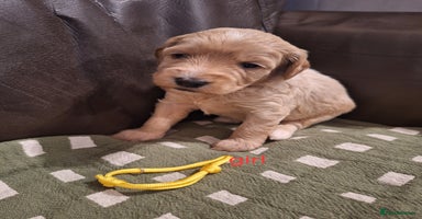 Cockapoo dogs - Advert 1