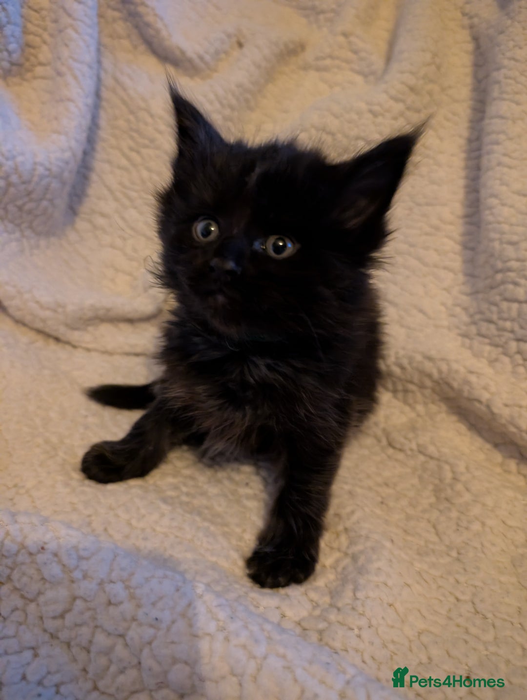 Maine Coon cats for sale: 6 Beautiful main coon kittens - Advert 30