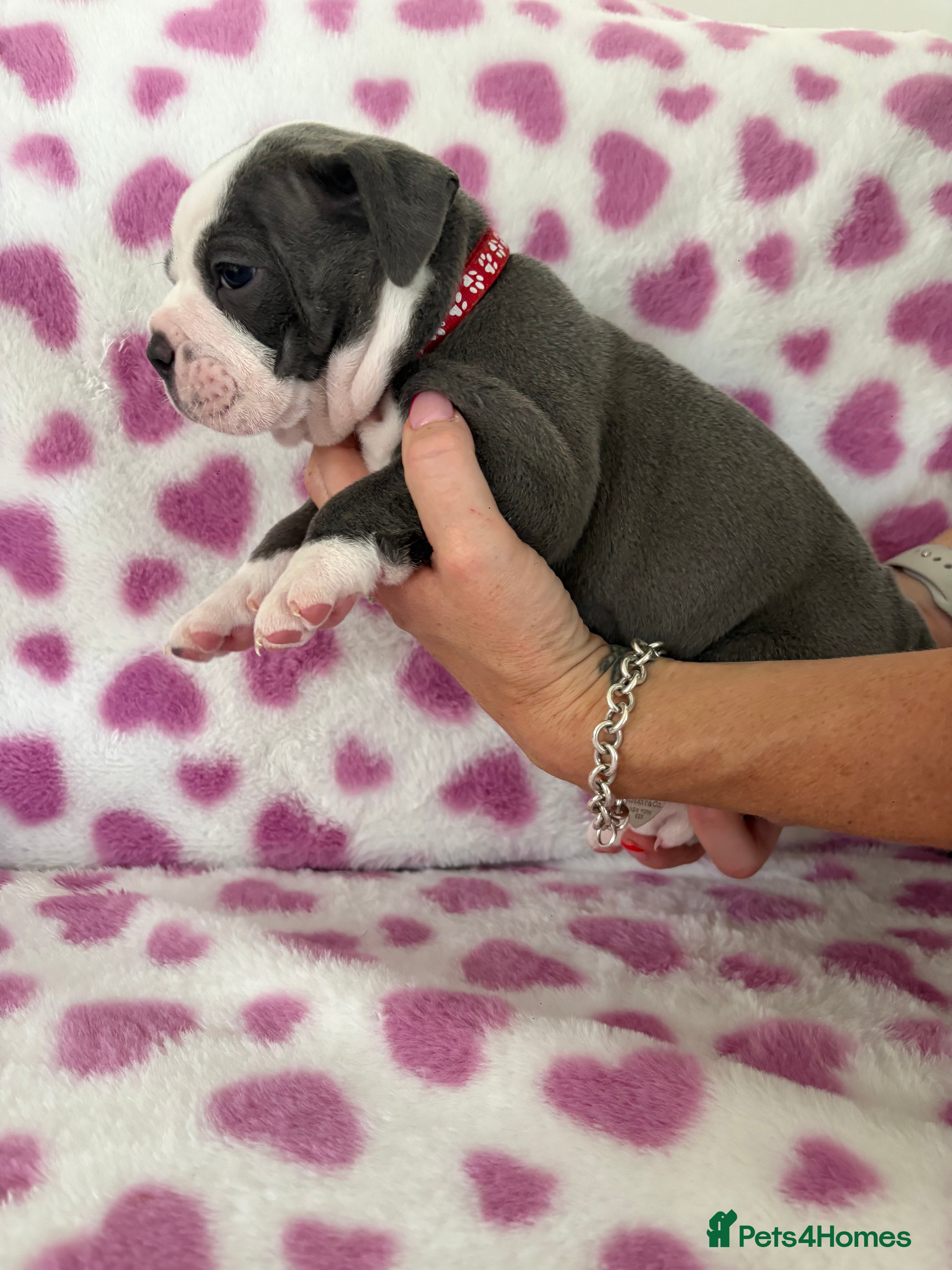 Old Tyme Bulldog dogs EXQUISITE Old tyme English bulldog puppies  - Advert 10