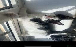 Mixed Breed cats for sale: 11 week old kitten for sale - Image 4