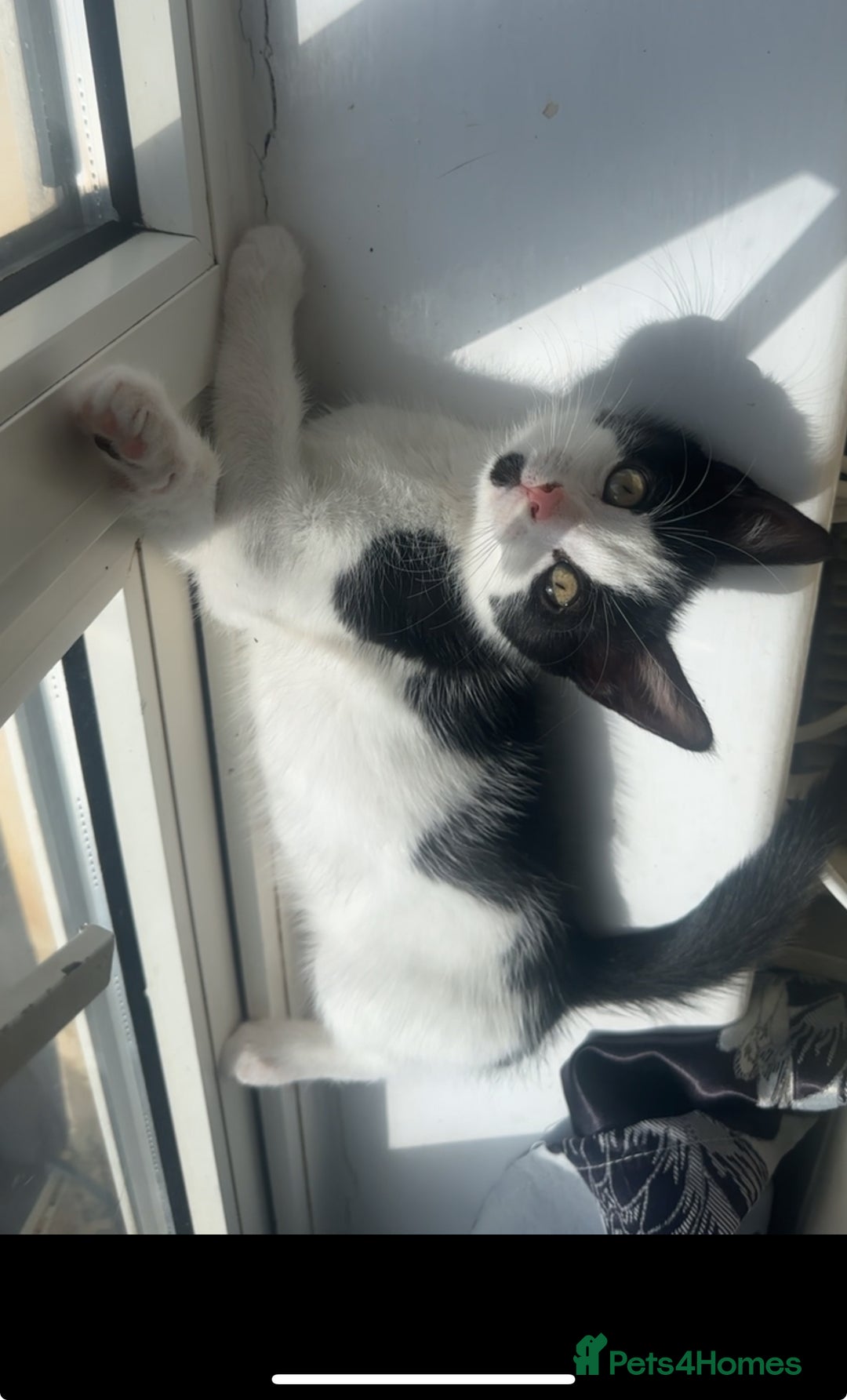 Mixed Breed cats for sale: 11 week old kitten for sale - Image 4