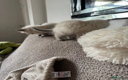 Ragdoll cats for sale: Adorable Ragdoll baby’s  - Image 7