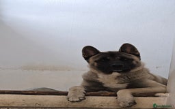 Akita dogs for stud: American akita proven stud  - Image 5