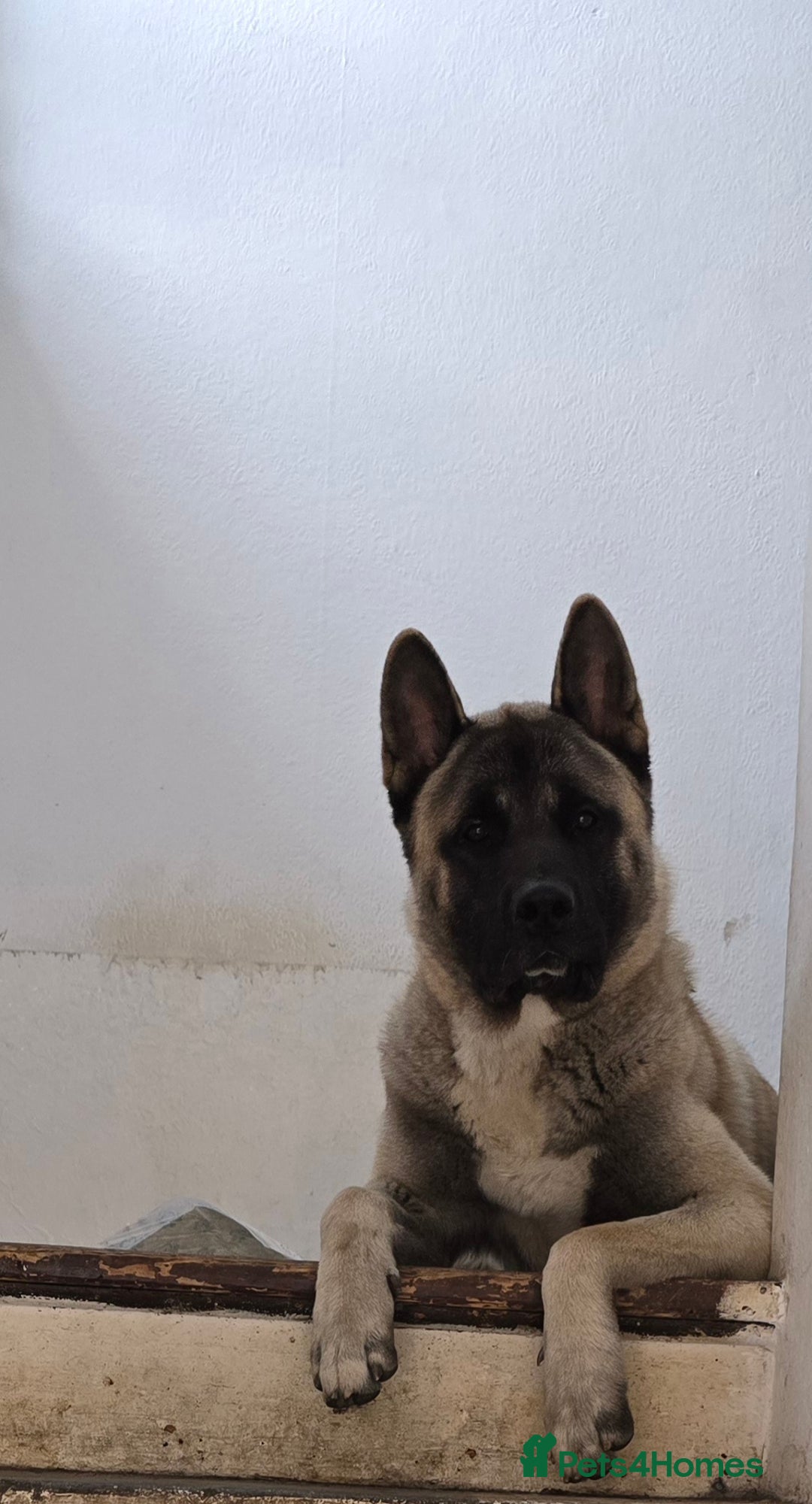 Akita dogs for stud: American akita proven stud  - Image 5