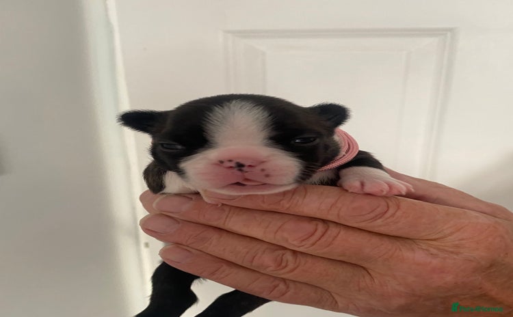 Boston Terrier dogs - Advert 1
