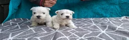 West Highland Terrier dogs for sale: Stunning West Highland Terrier Puppies - Advert 12
