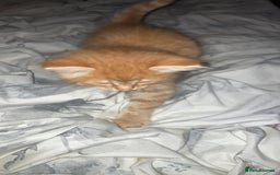 Mixed Breed cats for sale: Wonderful ginger Girl  - Image 4