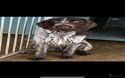 German Wirehaired Pointer dogs for sale: One German Wiredhaired Pointer Left     - Image 4