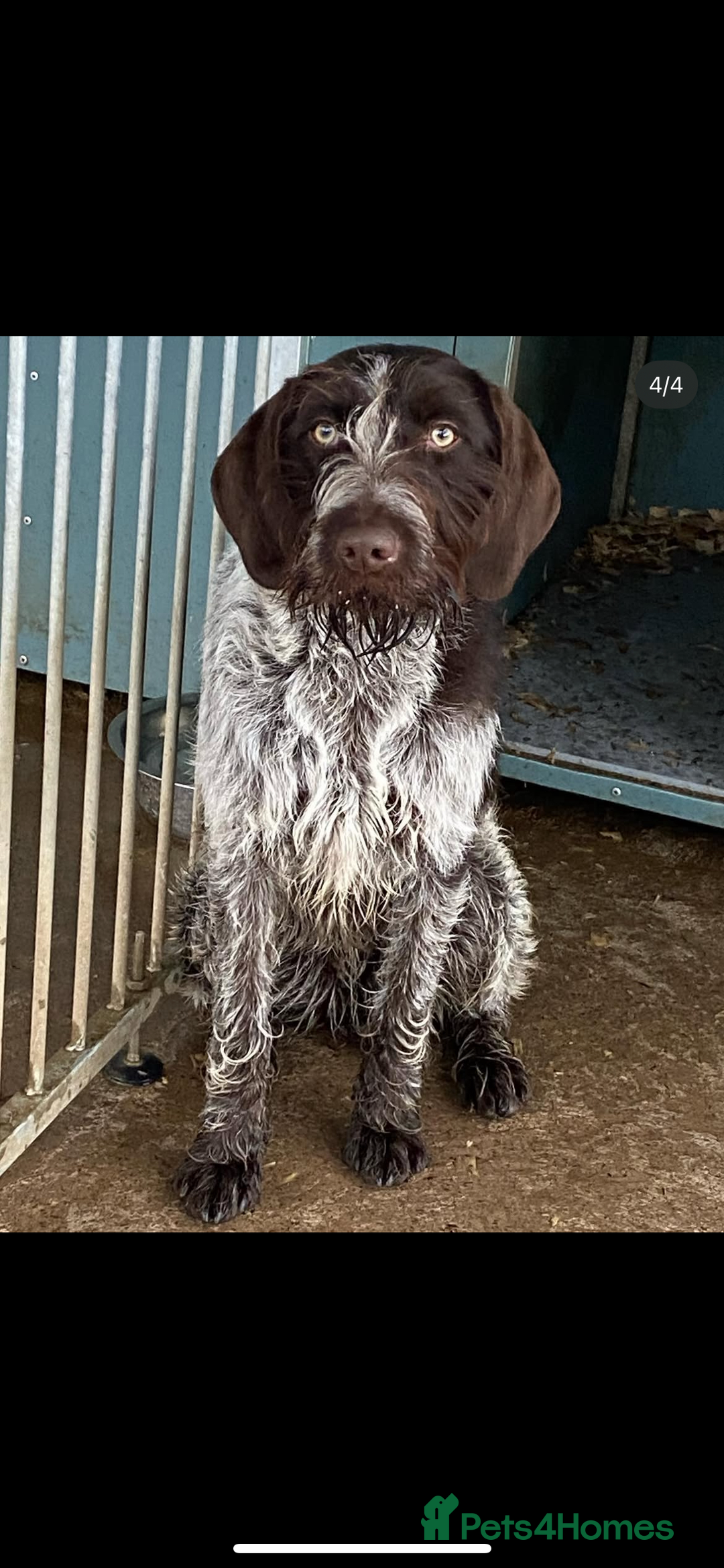 German Wirehaired Pointer dogs for sale: One German Wiredhaired Pointer Left     - Image 4