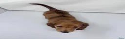 Miniature Dachshund dogs for sale: Beautiful long hairs mini dachunds  - Advert 9