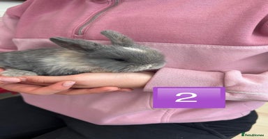 Mini Lop rabbits - Advert 5