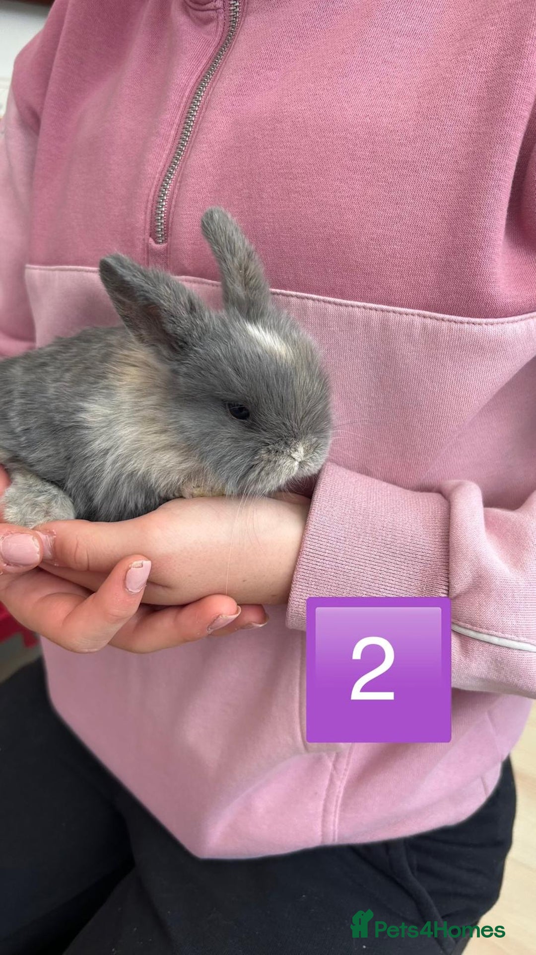 Mini Lop rabbits for sale: Pure Bred Mini Lops - females  - Image 2