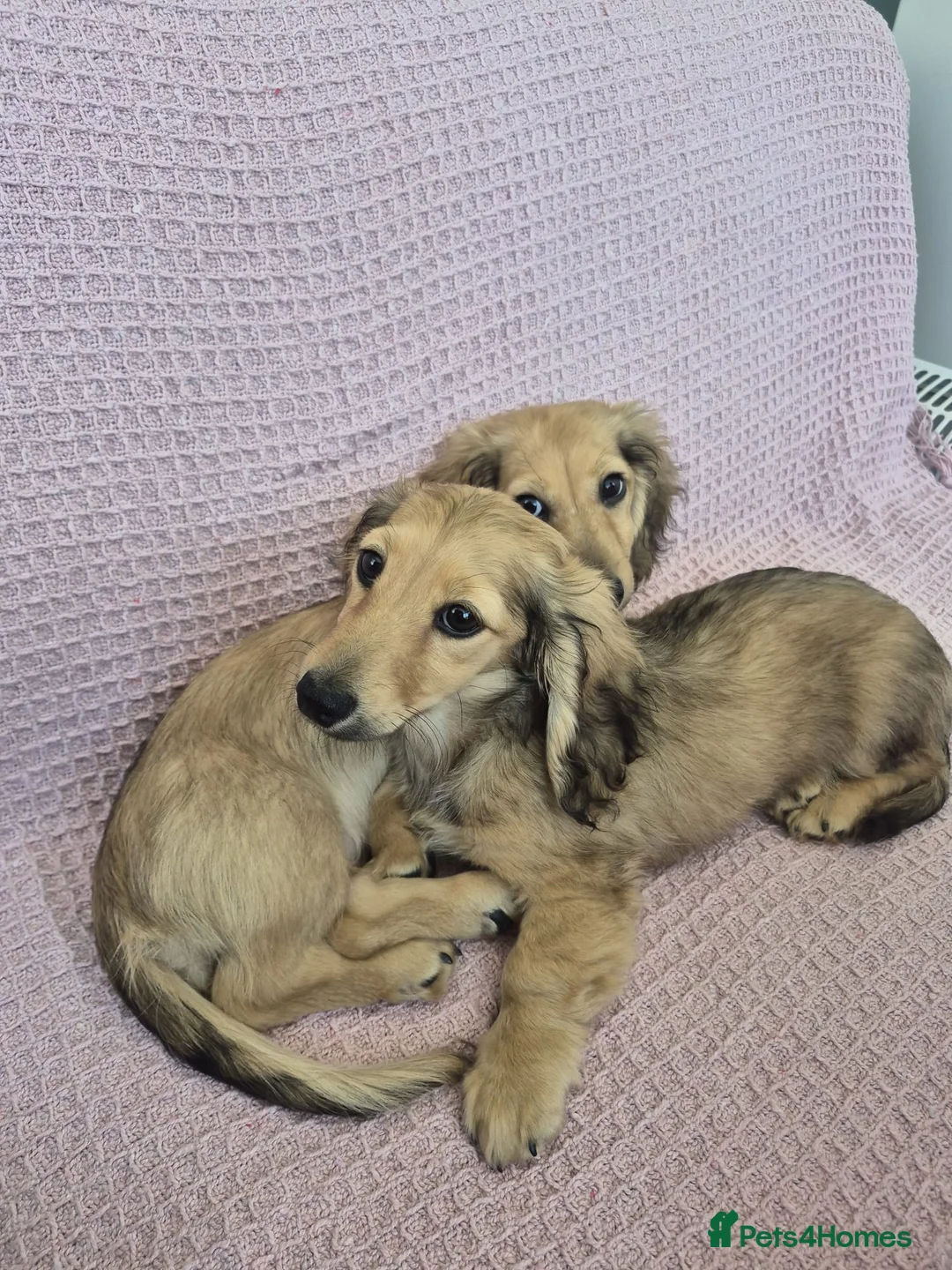 Miniature Dachshund dogs for sale: Shaded cream long haired miniature dachshund  - Advert 3