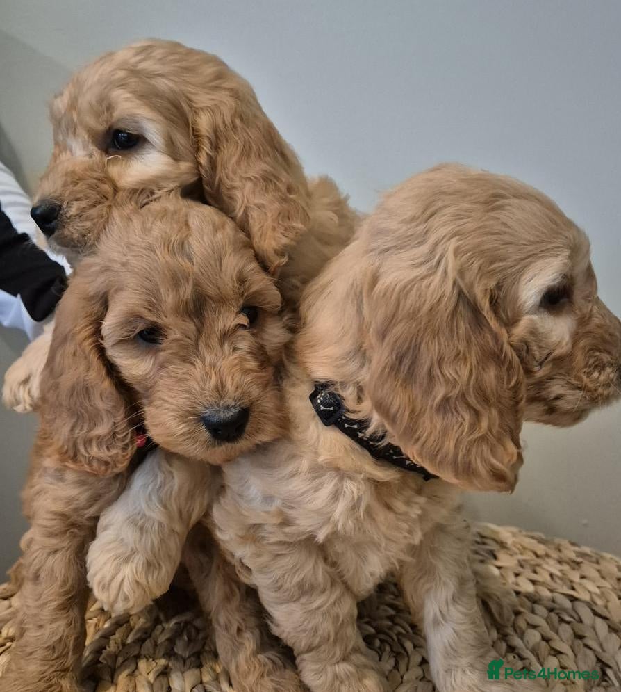 Cavapoo dogs Fully health checked f1b cavapoo puppies - Advert 6