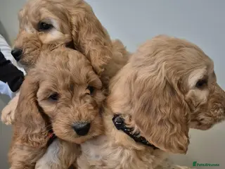 Cavapoo dogs Fully health checked f1b cavapoo puppies - Advert 6