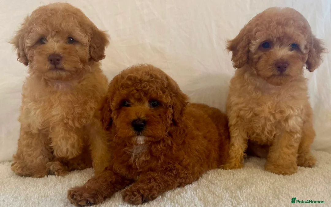 Toy Poodle dogs for sale: Toy poodle puppies  in Wakefield - Advert 2