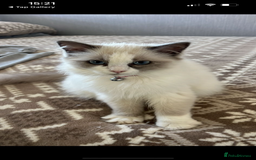 Ragdoll cats for sale: Ragdoll cats - Image 1