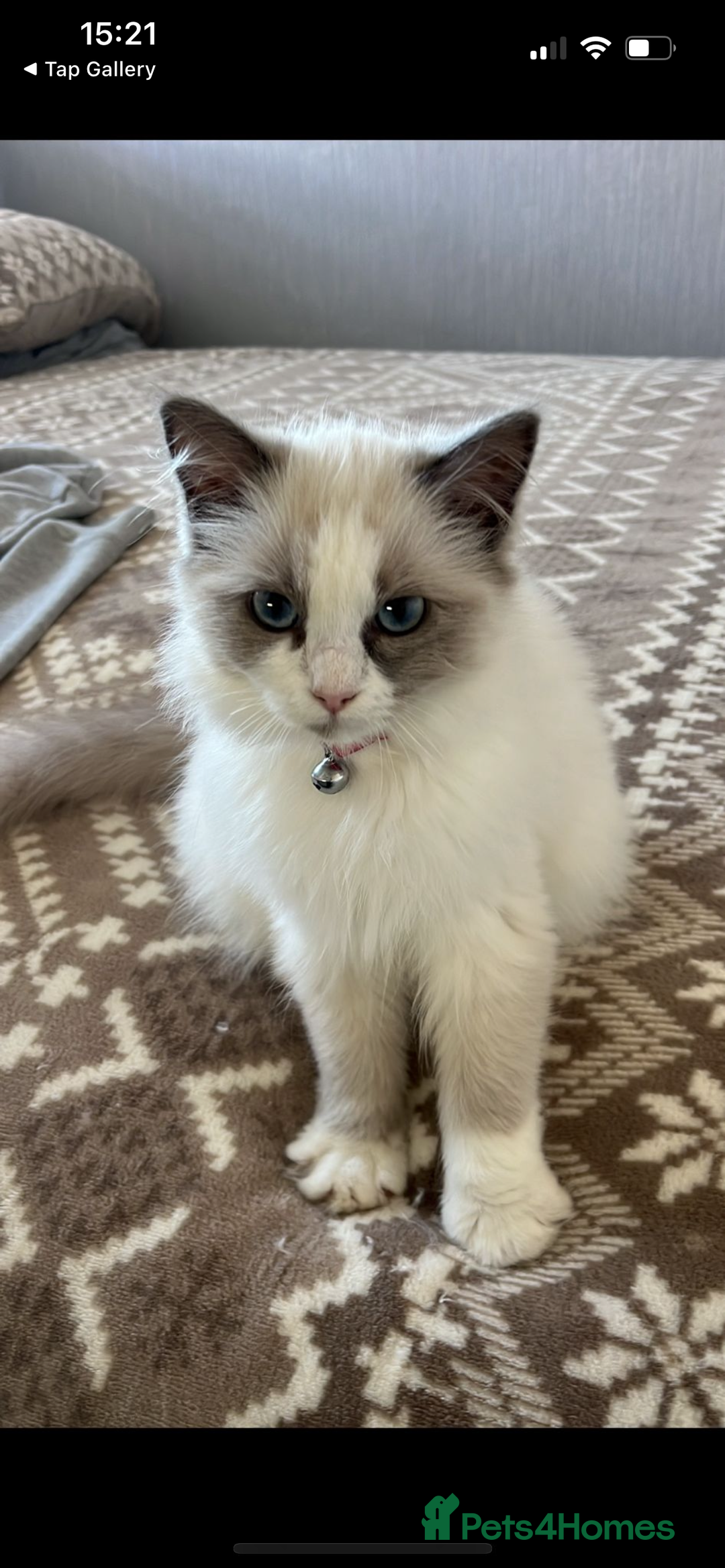 Ragdoll cats for sale: Ragdoll cats - Image 1