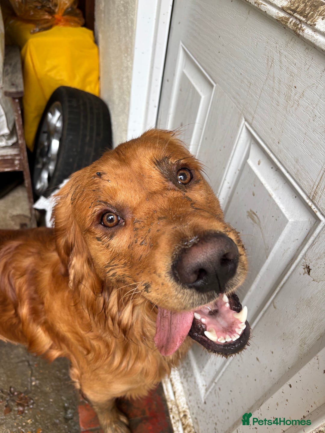 Golden Retriever dogs for stud: Handsome Golden Retriever for Stud - Advert 11