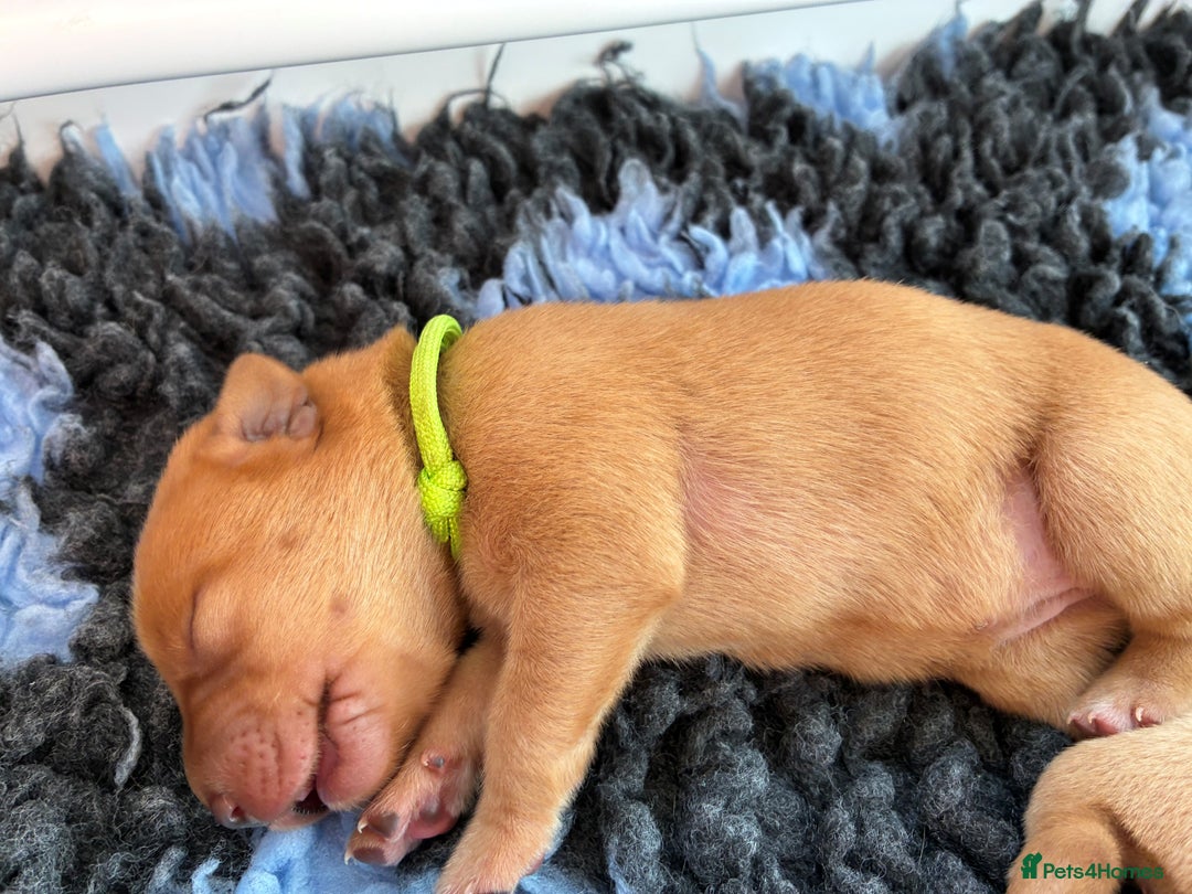 Labrador Retriever dogs for sale: Fox Red Labrador Pups, Health tested parents - Image 17