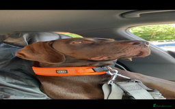 Mixed Breed dogs for sale: German pointer  - Image 2