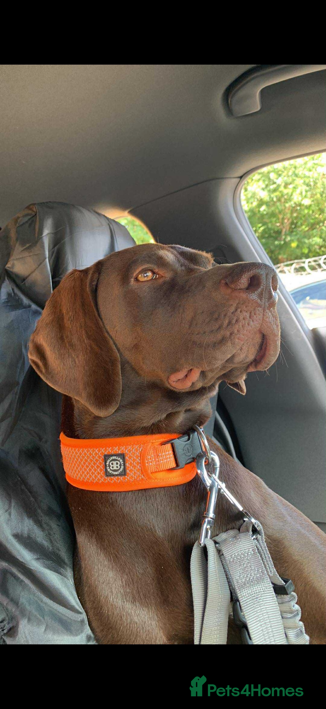 Mixed Breed dogs for sale: German pointer  - Image 2